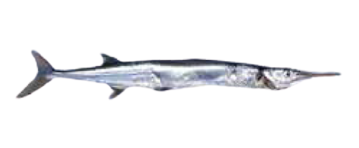 Needle Fish